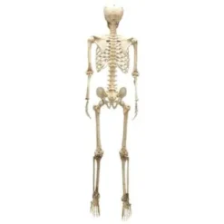 Posable Life Size Skeleton With Red Light Eyes 60in 9 Posable Life Size Skeleton With Red Light Eyes 60in -Holiday Discount Store 60 Life Size Skeleton 3 result 600x600 1