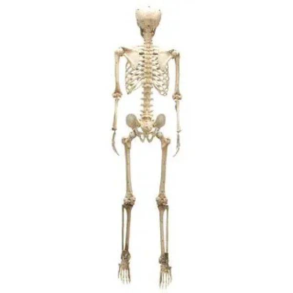 Posable Life Size Skeleton With Red Light Eyes 60in 4 Posable Life Size Skeleton With Red Light Eyes 60in - Image 4