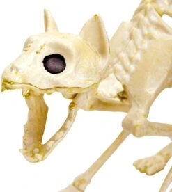 2pcs Halloween Cat Skeleton With Tail -Holiday Discount Store 71J3nqARtxL. AC SL1500 600x670 1