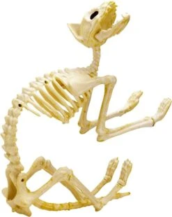 2pcs Halloween Cat Skeleton With Tail -Holiday Discount Store 71nkVaKyySL. AC SL1500 600x753 1