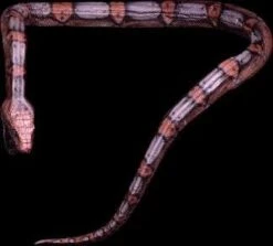 "Giant Snake" Professional Halloween Prop - 16'