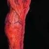 "Peeled Flesh - Left Leg" Human Body Part Halloween Prop