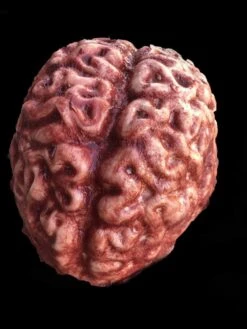 "Silicone Brain" Body Part Halloween Prop